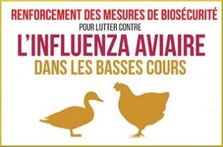 Protection des elevages elevation du niveau de risque de l influenza aviaire h5n8 large